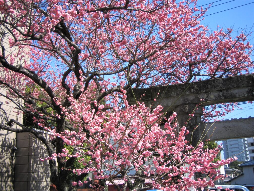 熊本の神社の梅