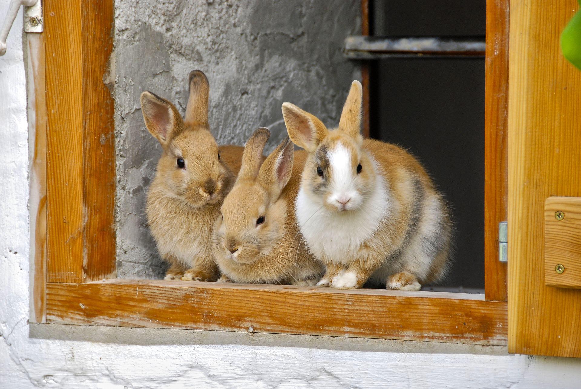 3羽のうさぎ